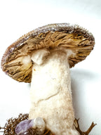 Single Purple Velvet Mushroom on Wooden Base w/ Crystal