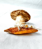 Single Cream Velvet Mushroom on Wooden Base w/ Crystals