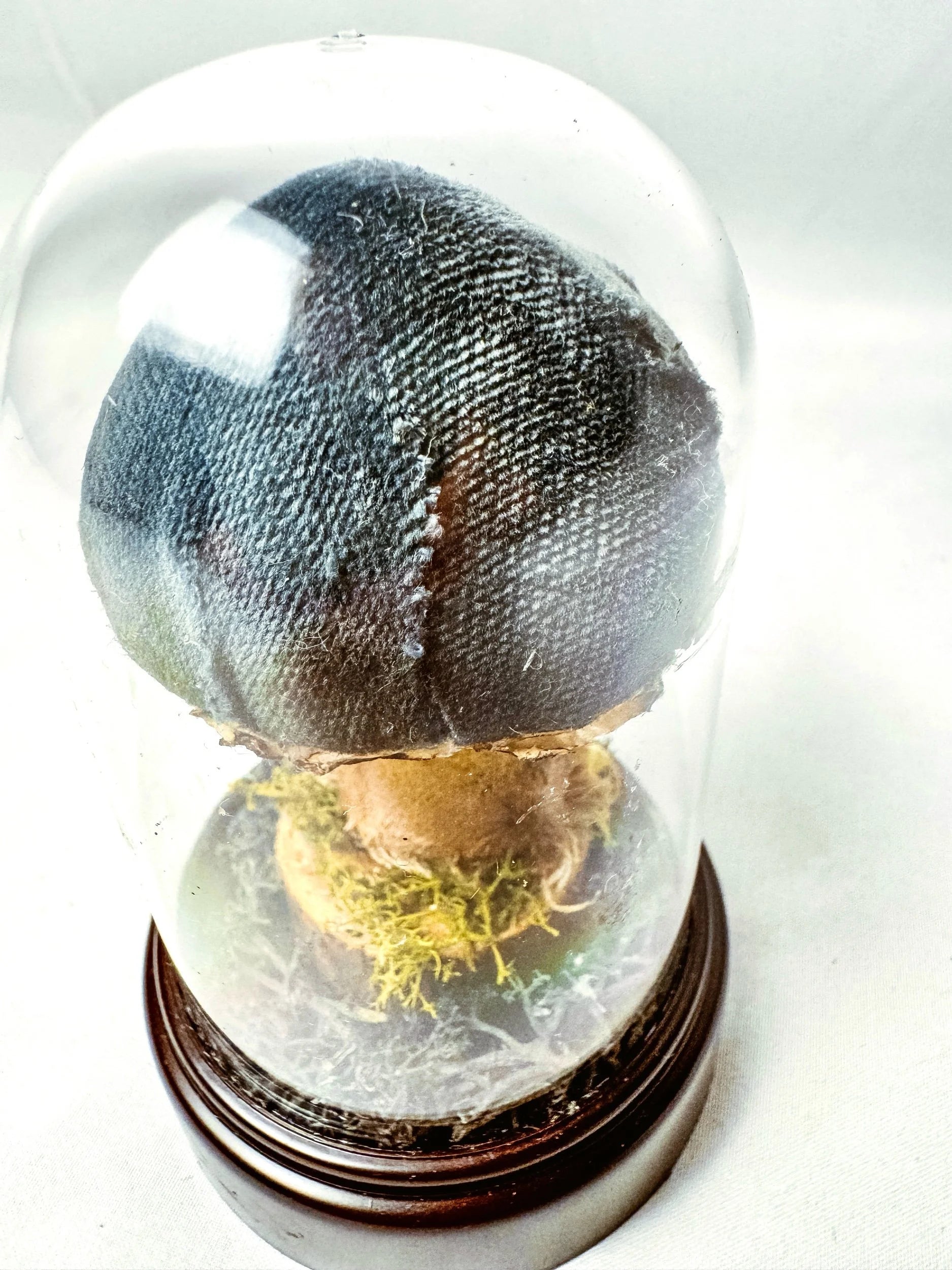 Single Teal Fabric Mushroom on Wooden Base Under Dome