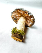 Single Blue Velvet Mushroom on Wooden Base