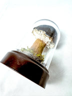 Single Teal Fabric Mushroom on Wooden Base Under Dome