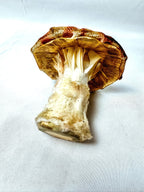 Single Rose Pink Floral Mushroom