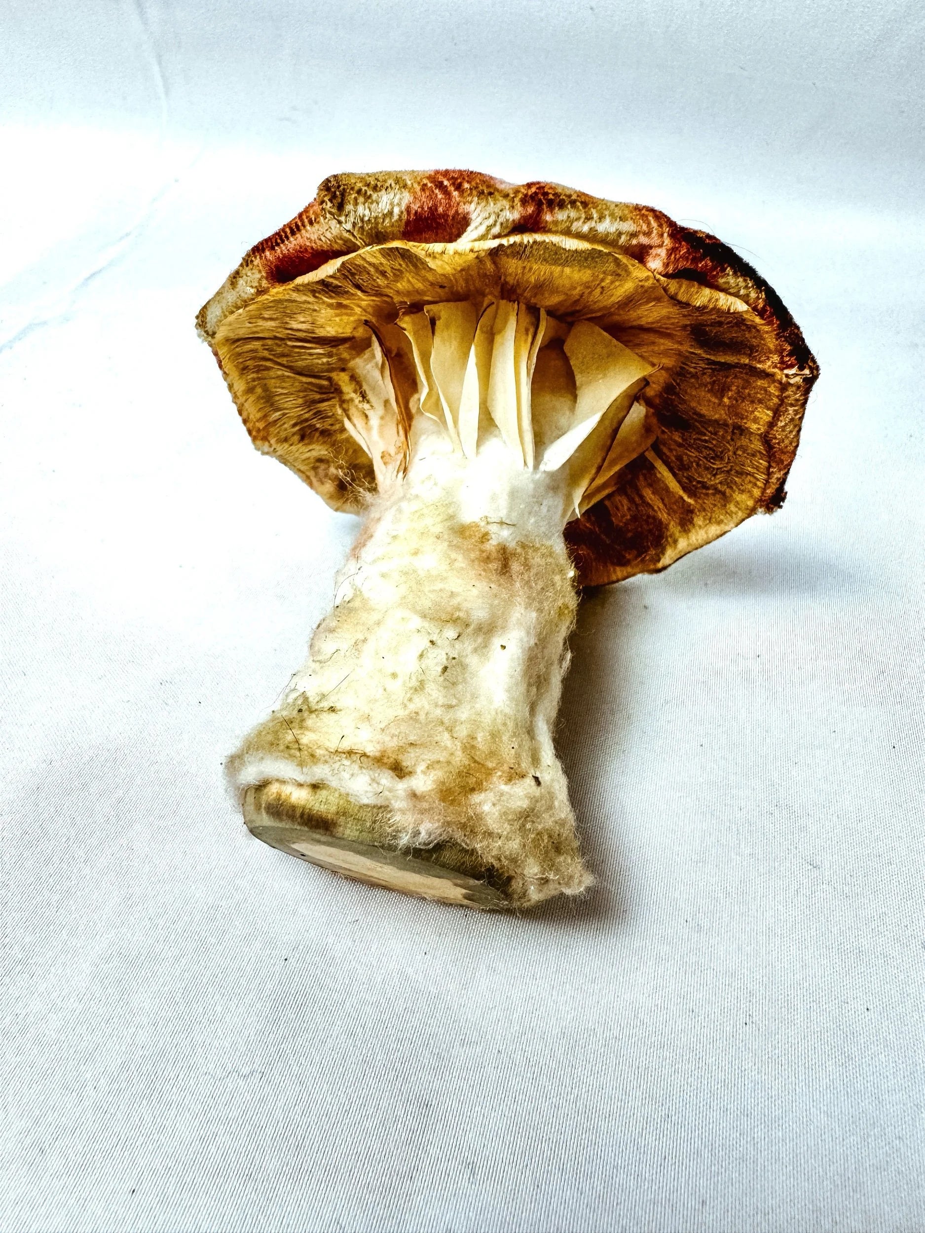 Single Rose Pink Floral Mushroom