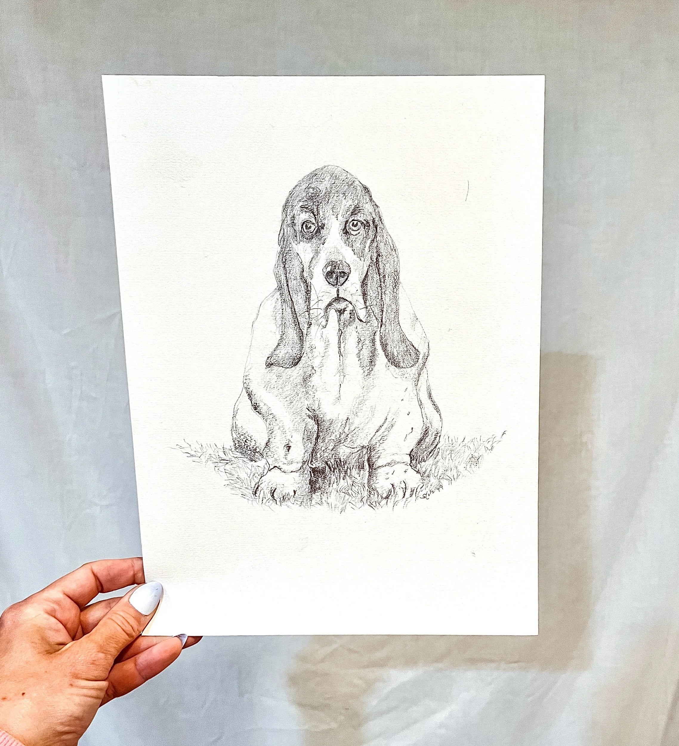 Hound Dog Pencil Sketch on Paper
