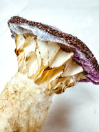 Single Beaded Purple Velvet Mushroom