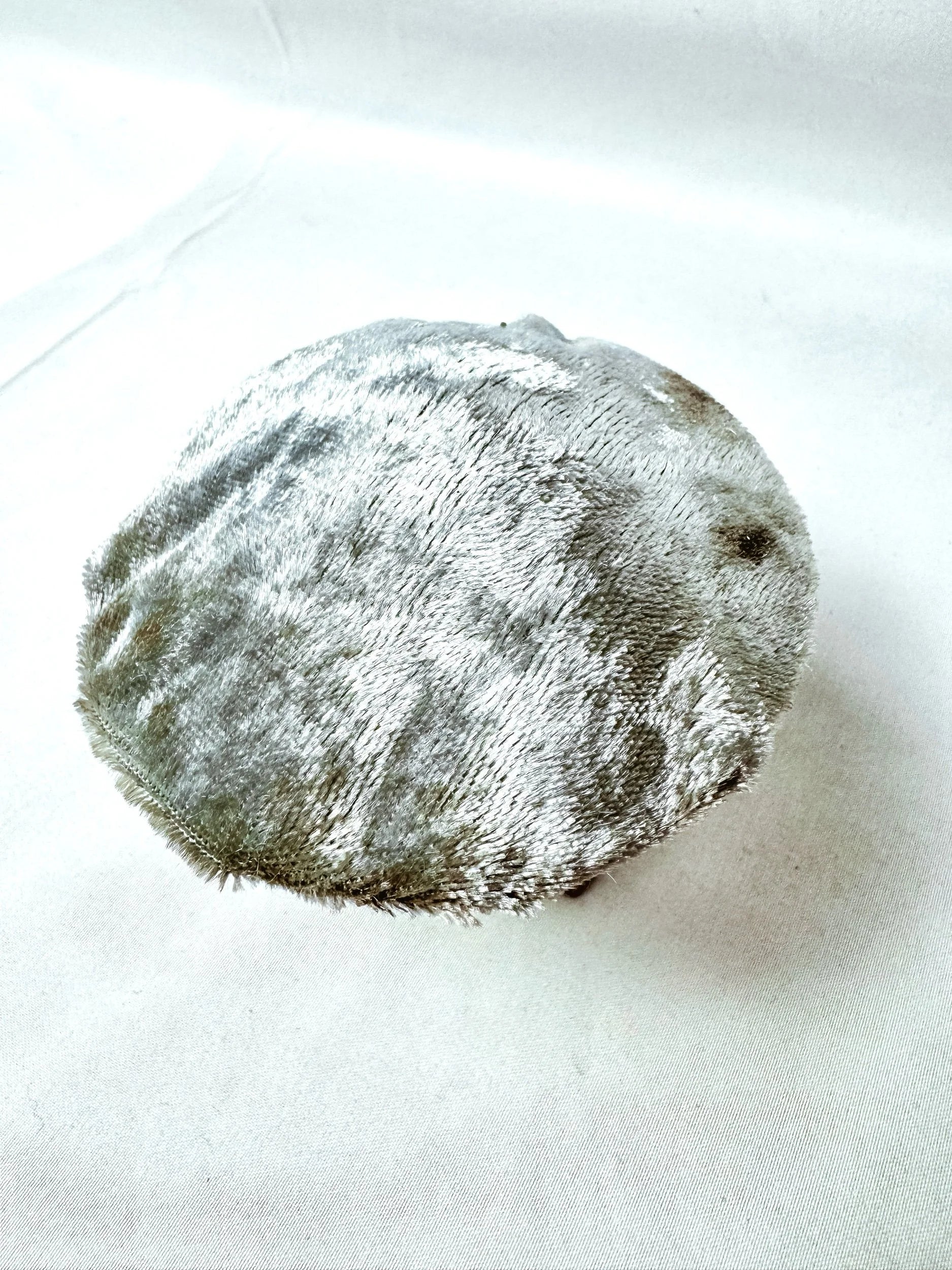 Single Blue Velvet Mushroom on Wooden Base