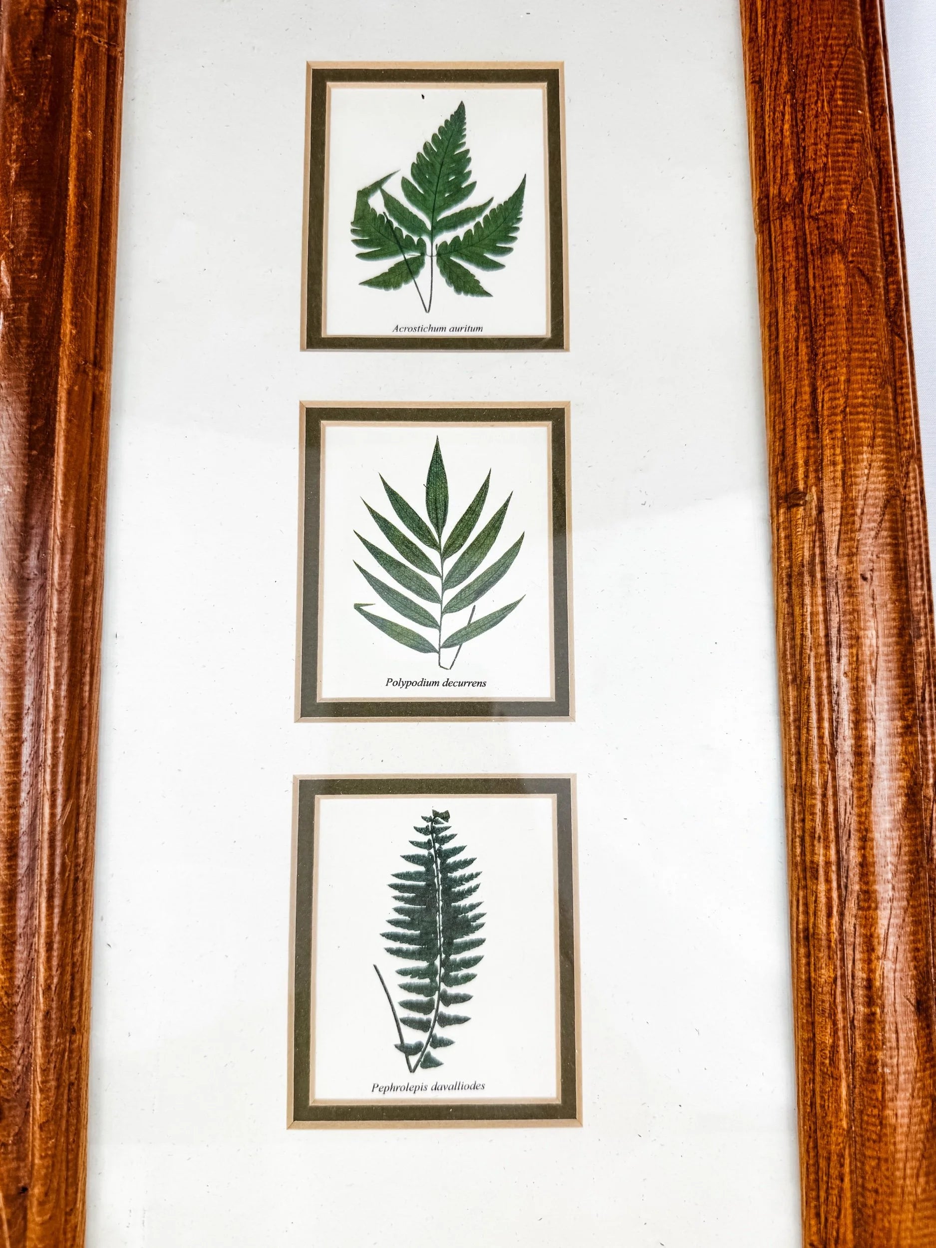 Framed Plant Wall Art