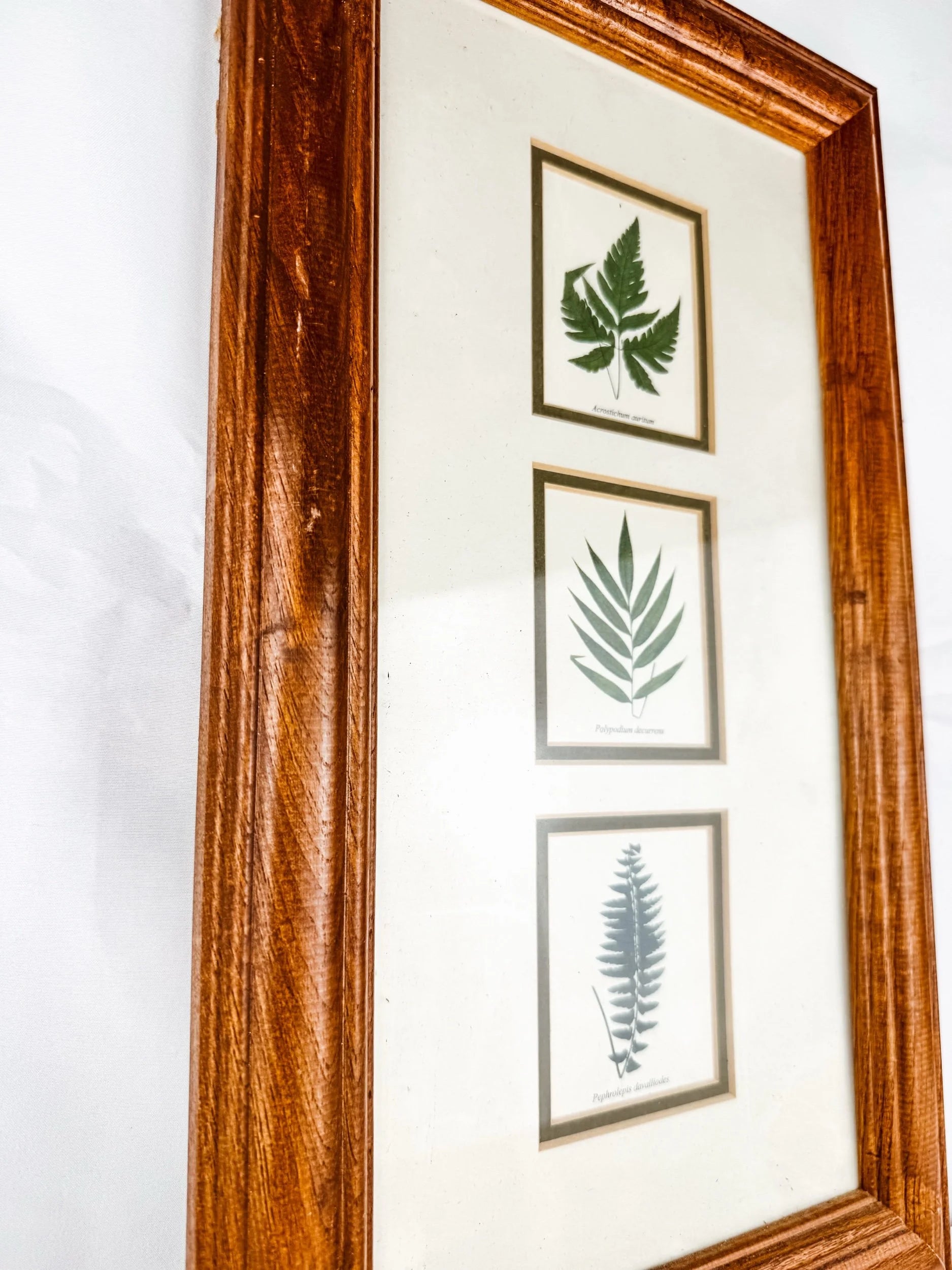 Framed Plant Wall Art