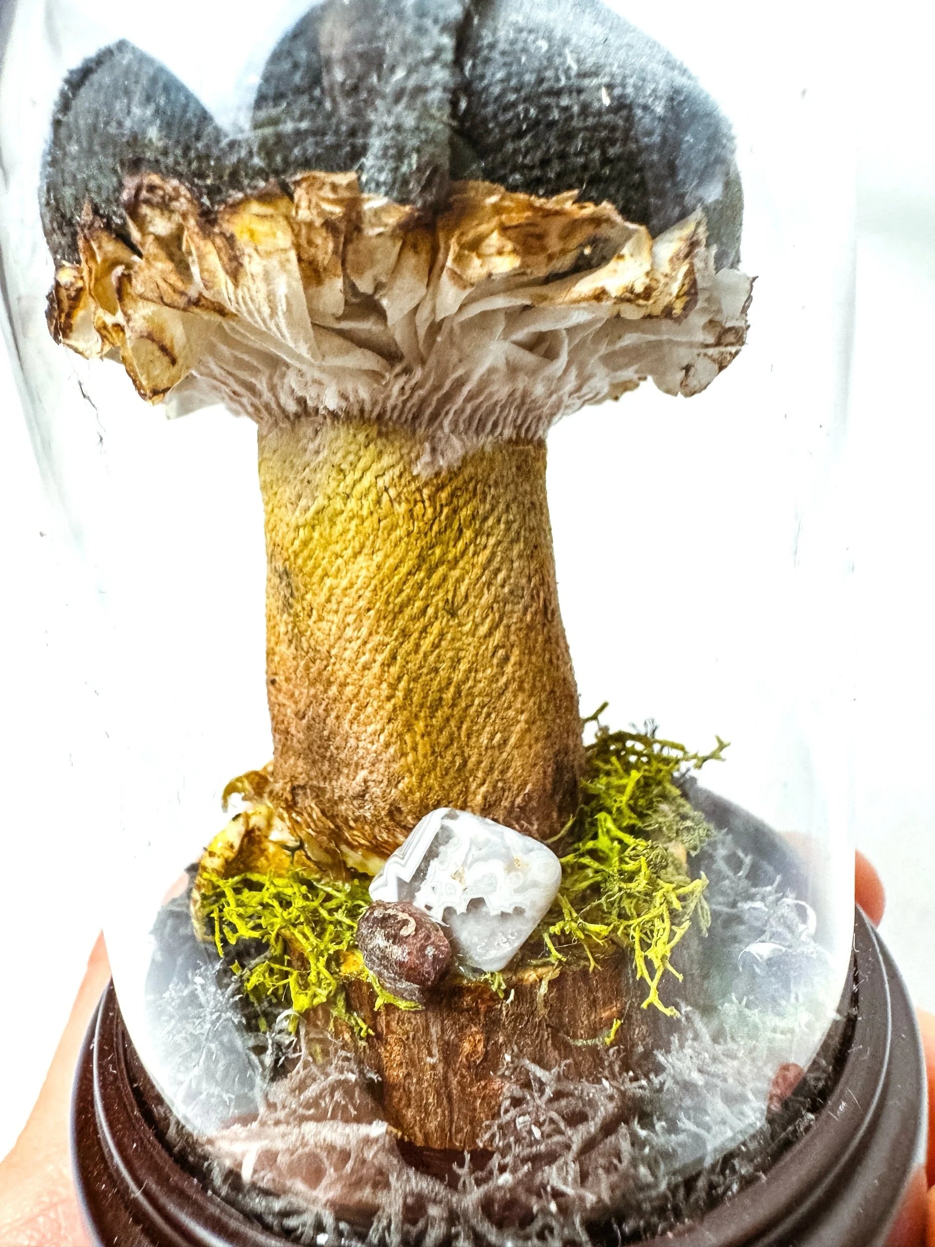 Single Teal Fabric Mushroom on Wooden Base Under Dome