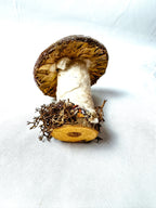 Single Purple Velvet Mushroom on Wooden Base w/ Crystal