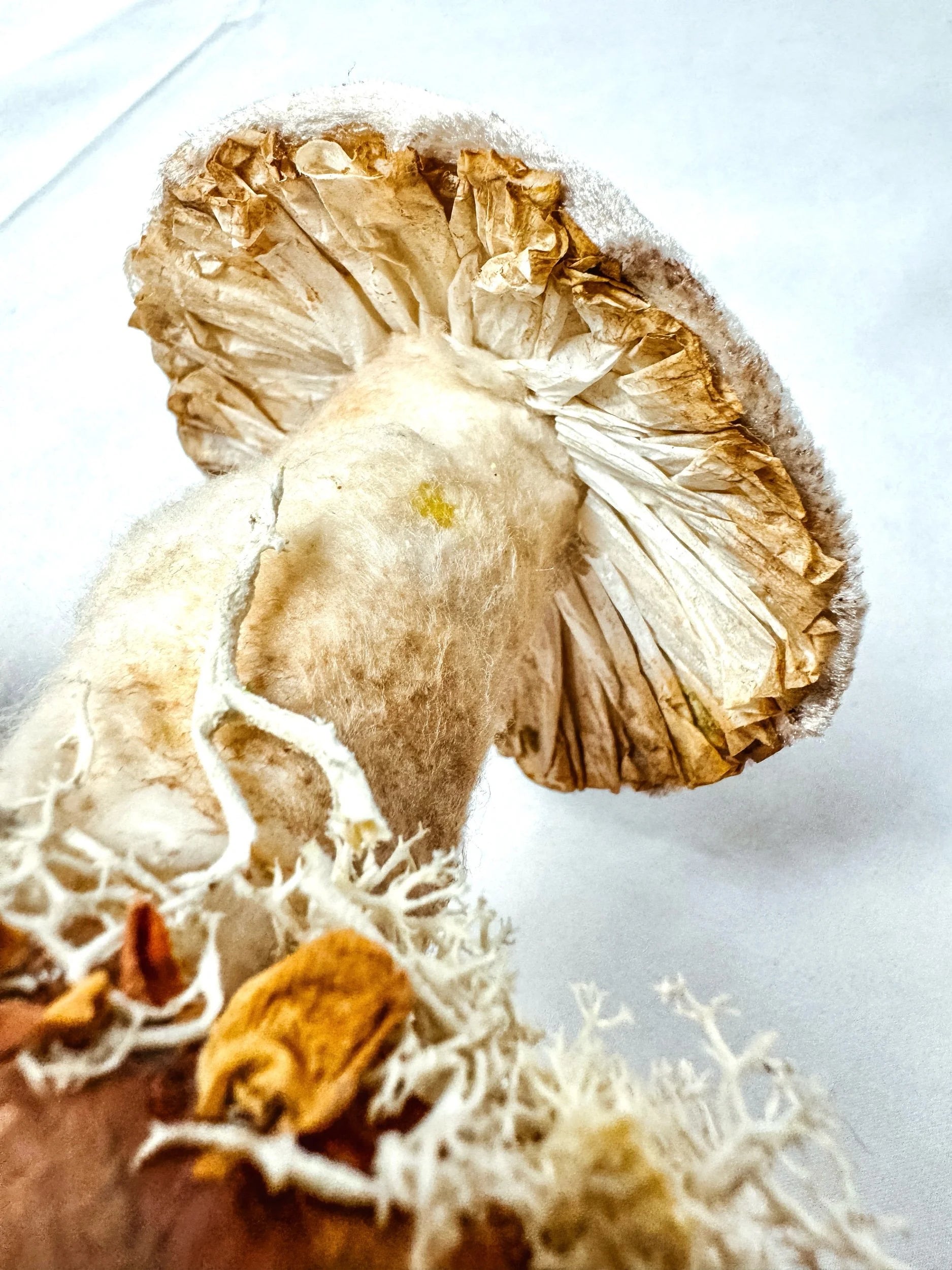 Single Cream Velvet Mushroom on Wooden Base w/ Crystals