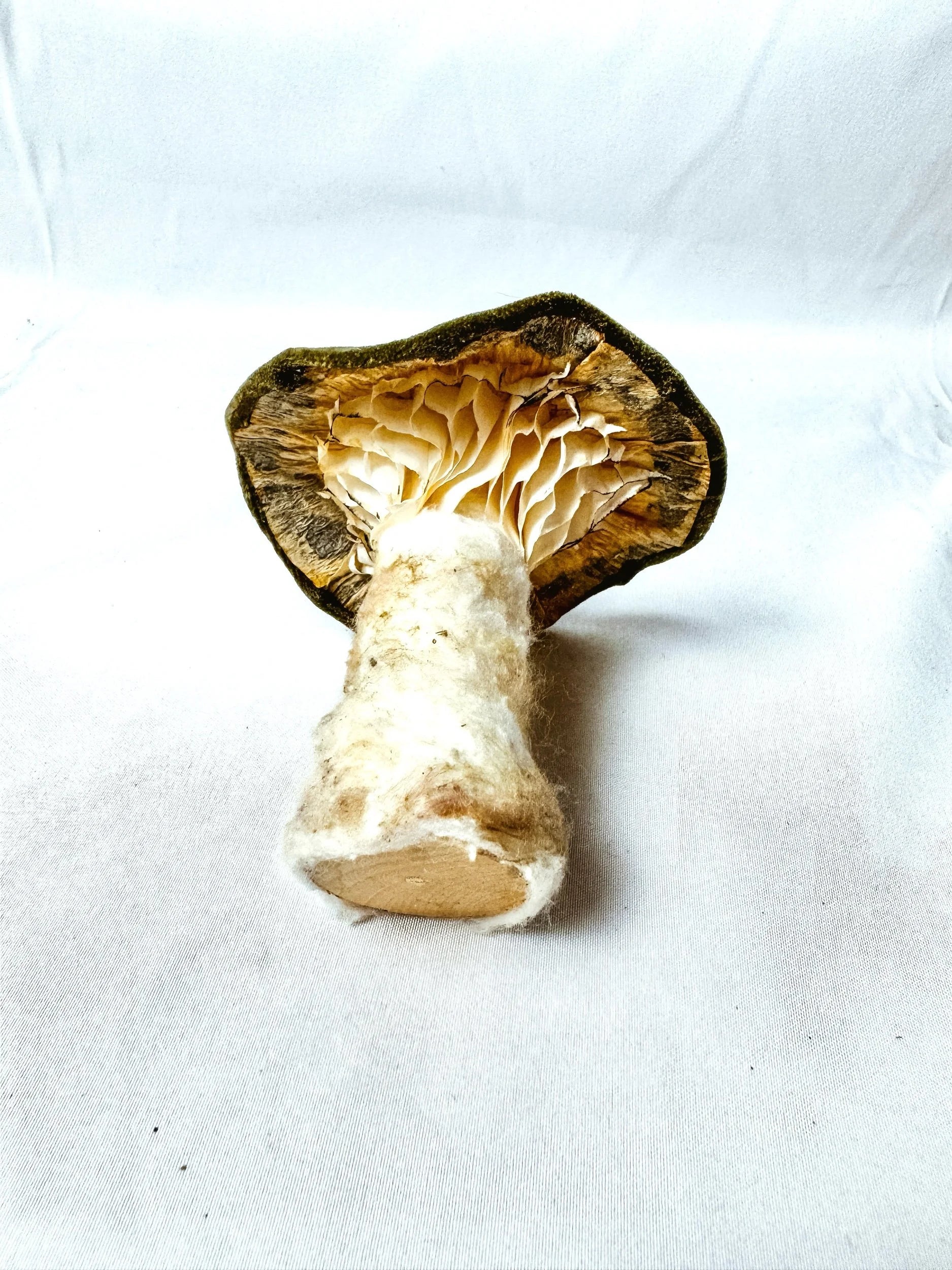 Single Olive Green Velvet Mushroom