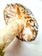 Single Blue Velvet Mushroom on Wooden Base