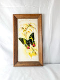 Framed Original Watercolor Butterfly Painting