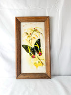 Framed Original Watercolor Butterfly Painting