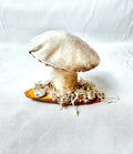 Single Cream Velvet Mushroom on Wooden Base w/ Crystals