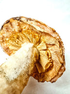 Single Textured Rose Pink Mushroom on Wooden Base w/ Crystals