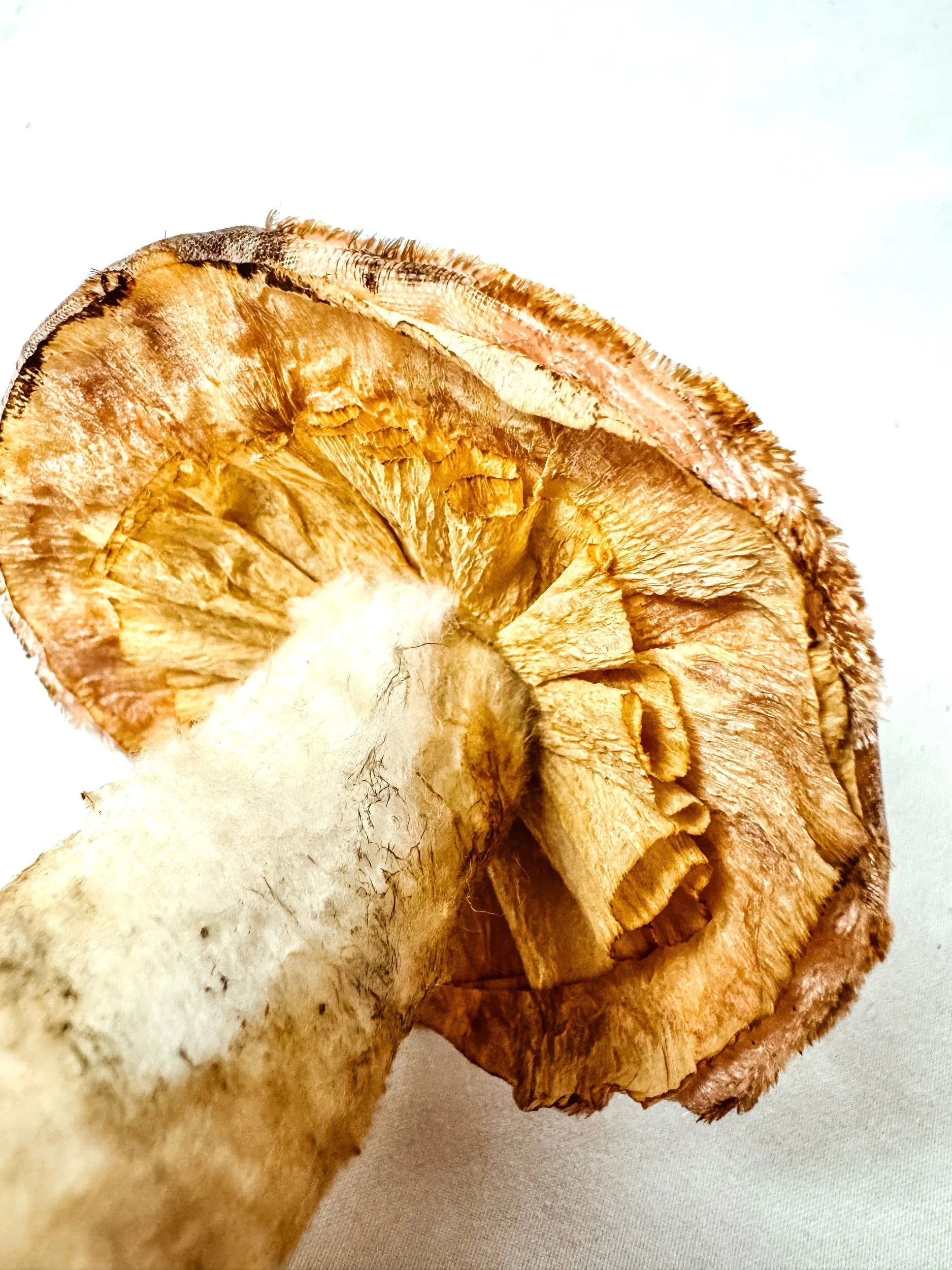Single Textured Rose Pink Mushroom on Wooden Base w/ Crystals