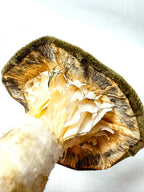 Single Olive Green Velvet Mushroom