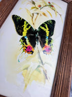 Framed Original Watercolor Butterfly Painting