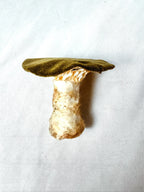 Single Olive Green Velvet Mushroom