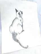 Peeping Tom, Charcoal Sketch on Paper