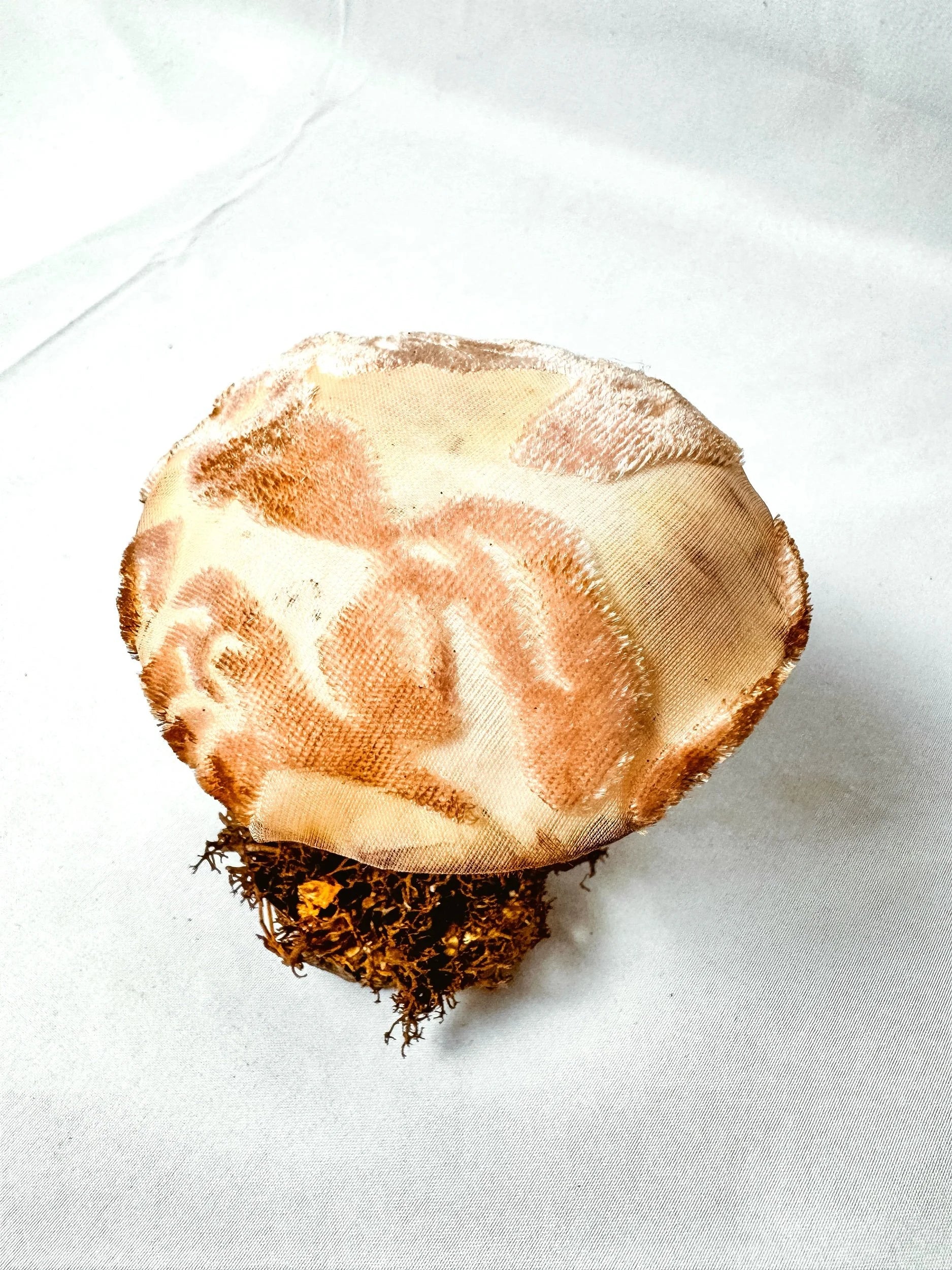 Single Textured Rose Pink Mushroom on Wooden Base w/ Crystals