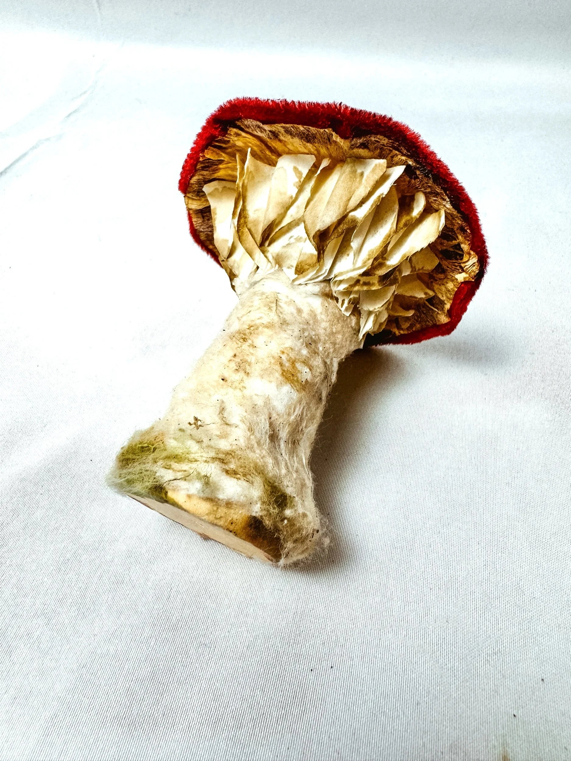 Single Maroon Velvet Mushroom