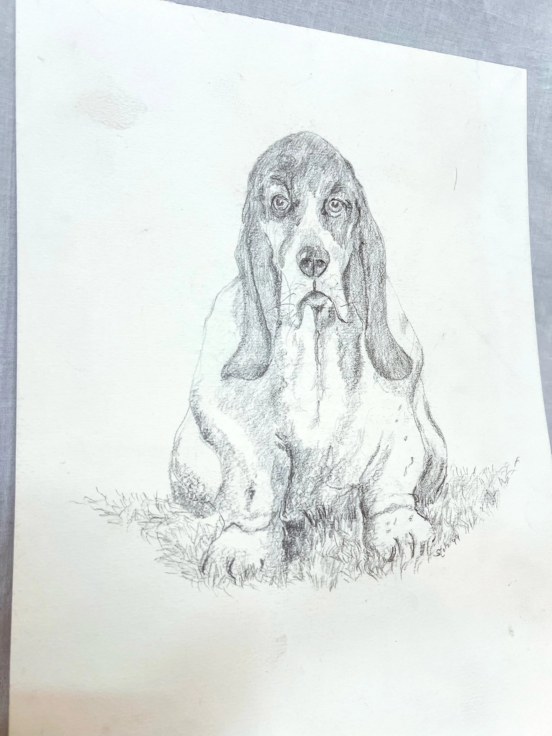 Hound Dog Pencil Sketch on Paper