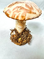 Single Textured Rose Pink Mushroom on Wooden Base w/ Crystals